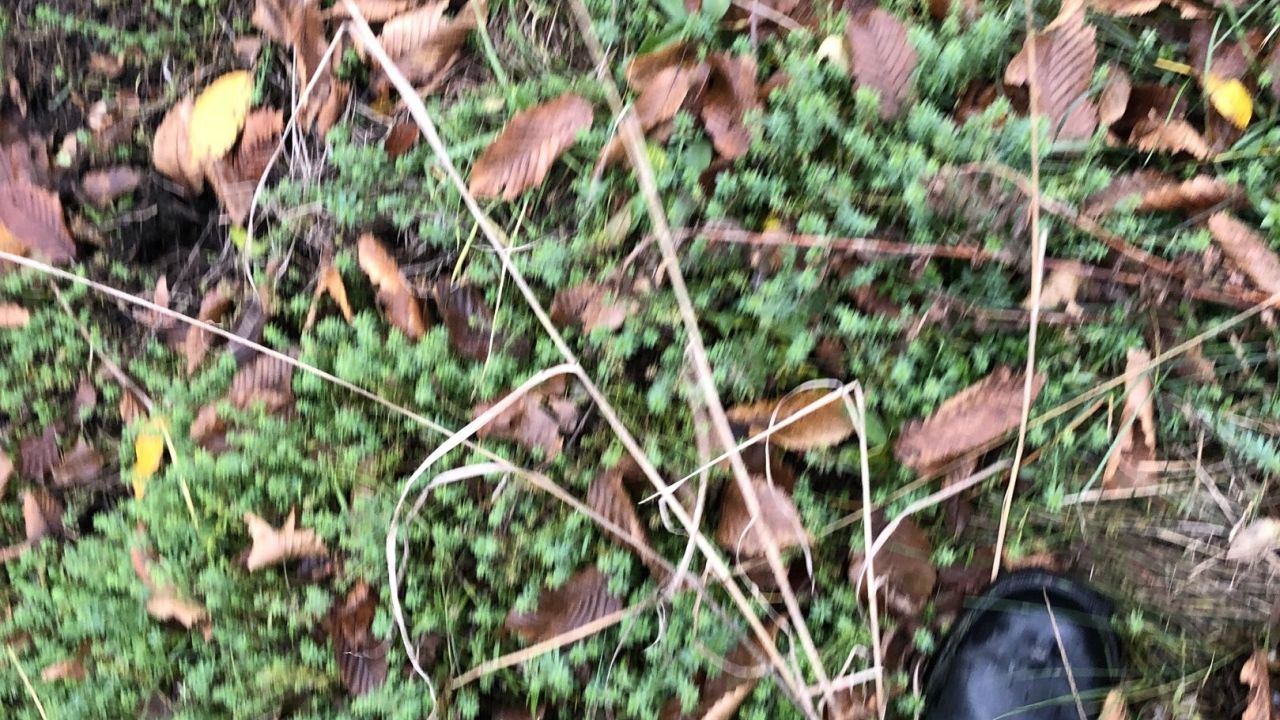 1. Bremer Cross Golf Club n.e.V.