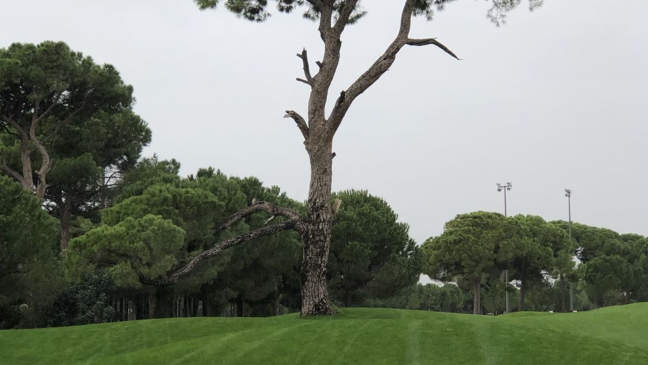 The Montgomery Maxx Royal