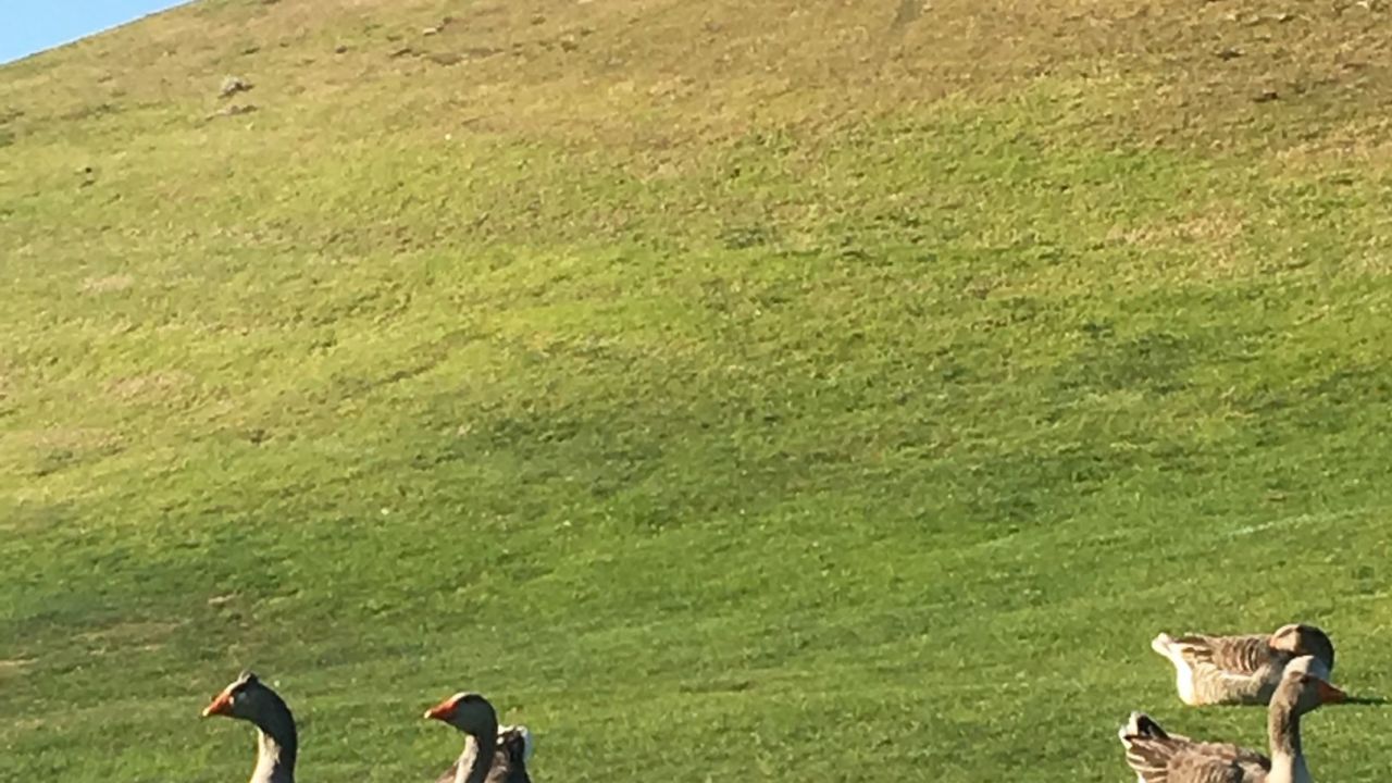 Vale do Lobo Royal Golf Course