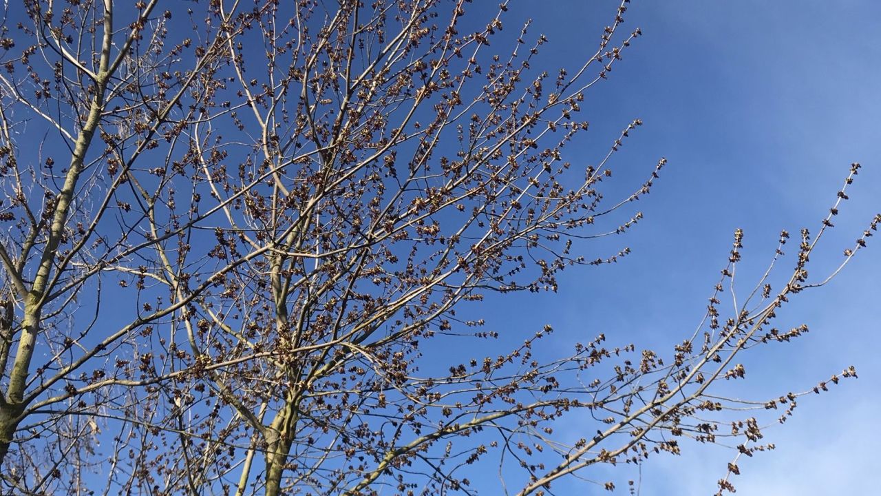 Berliner GC Stolper Heide