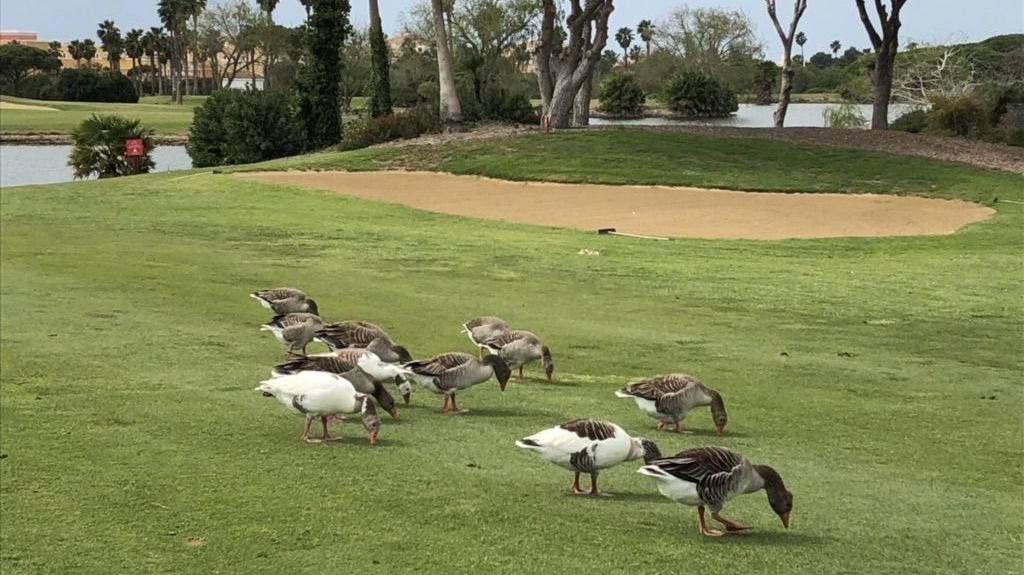 Golf Club Novo Sancti Petri