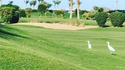 Steigenberger Al Dau Golf Course