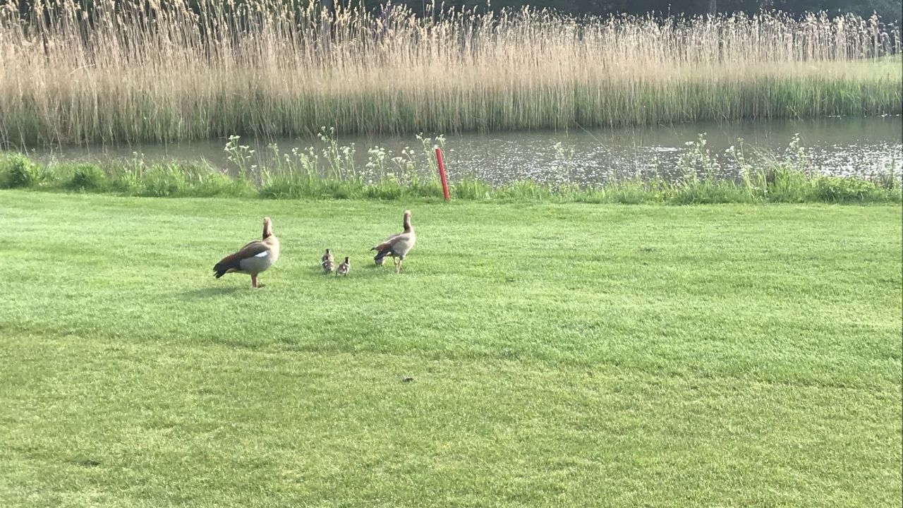 Golfriege Essener Turn- u. Fechtclub (ETUF)