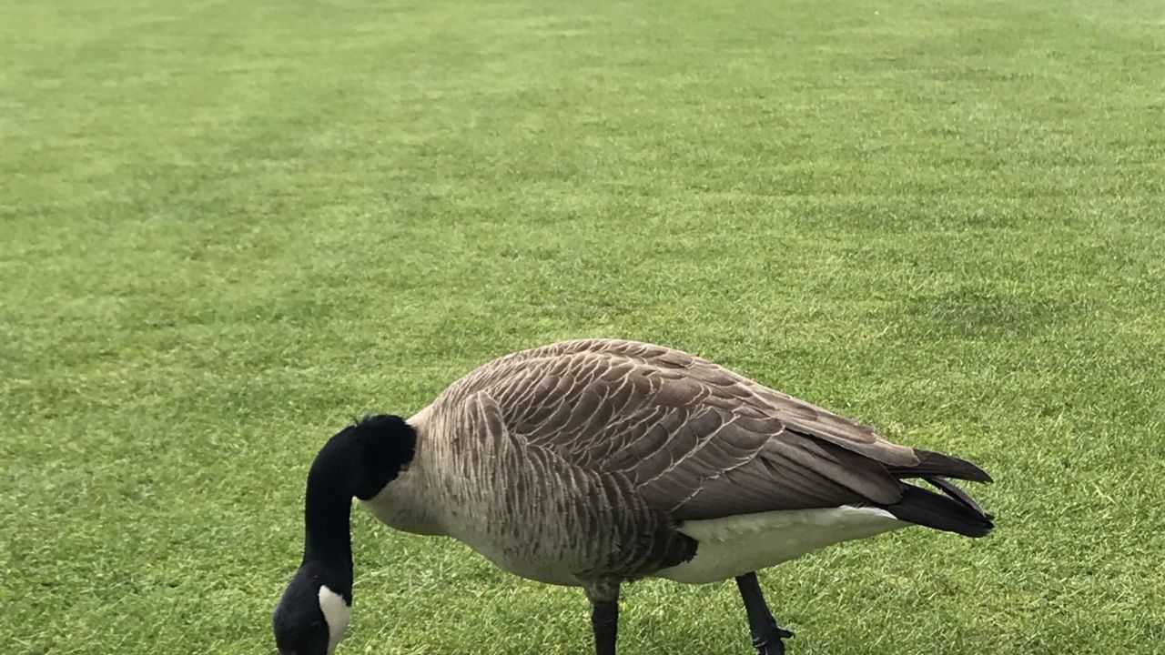 Golfanlage Hummelbachaue