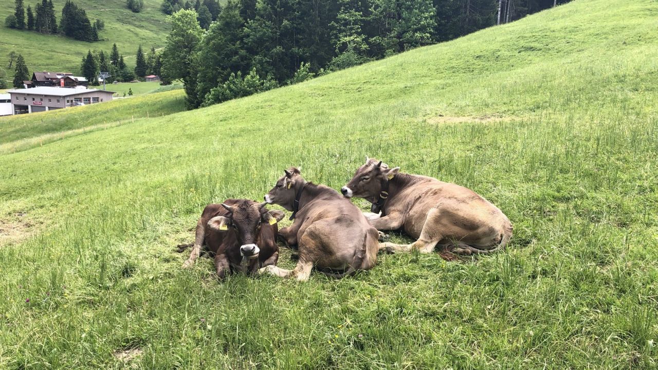 GC Oberstaufen-Steibis