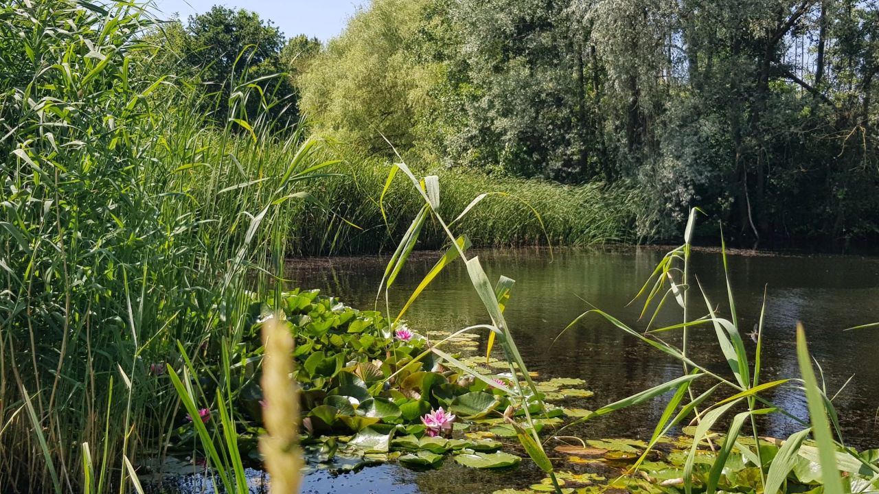 Öffentliche Kölner Anlage