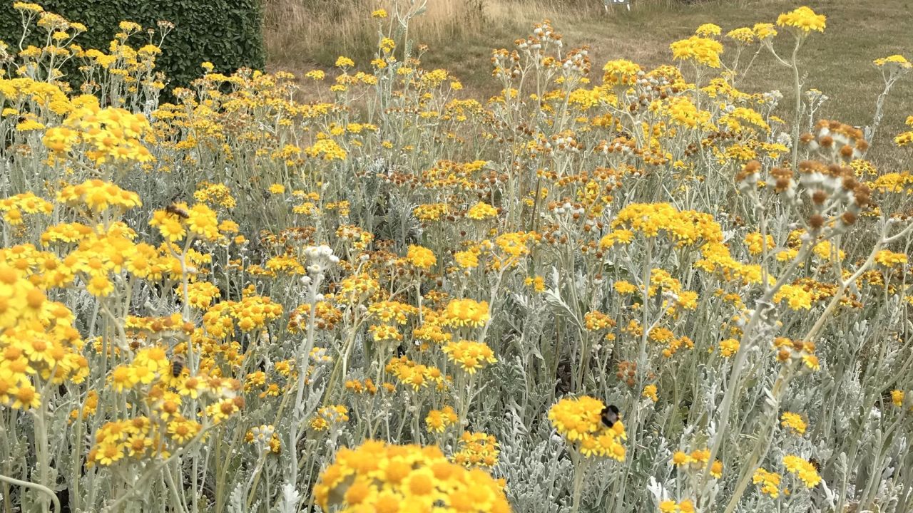 Berliner GC Stolper Heide