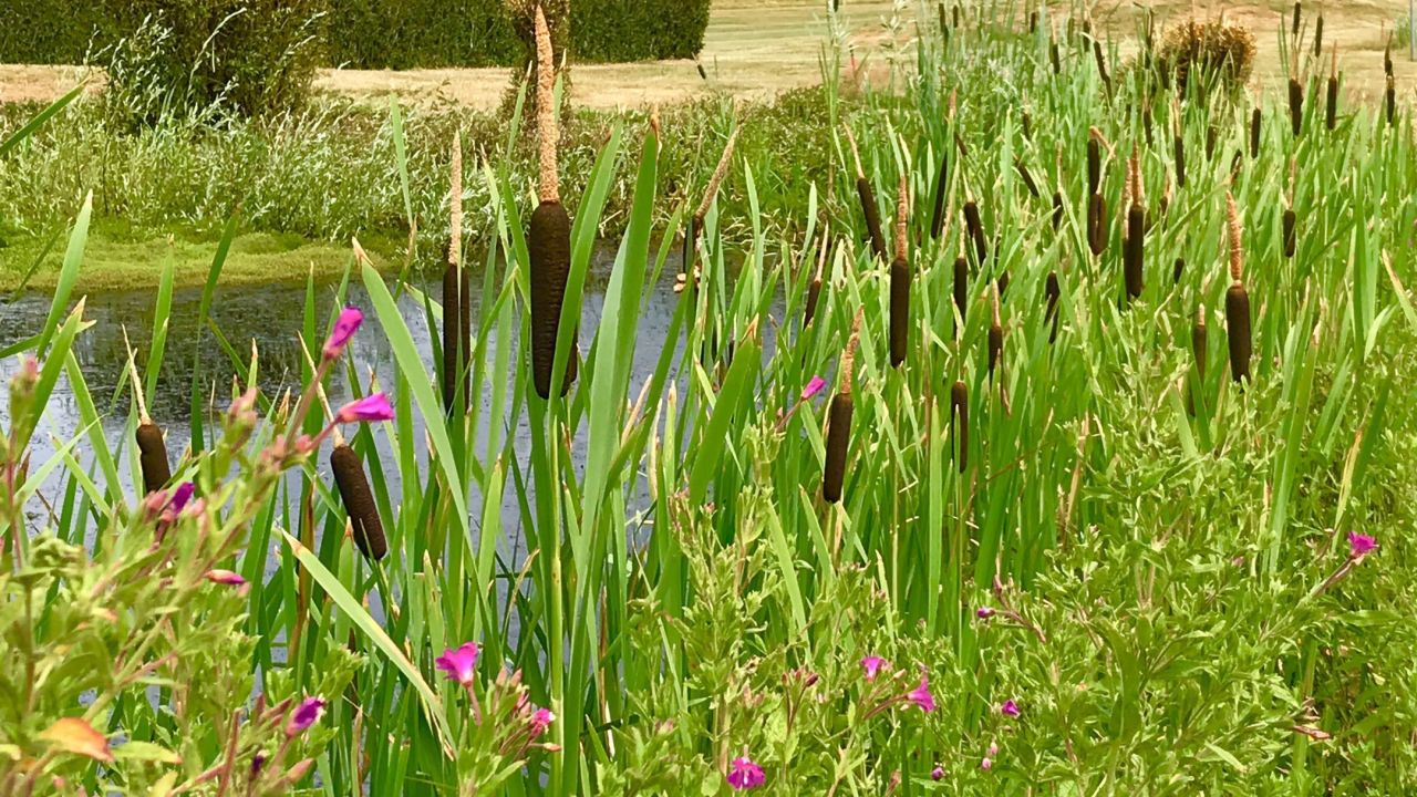 GC Düsseldorf-Grafenberg