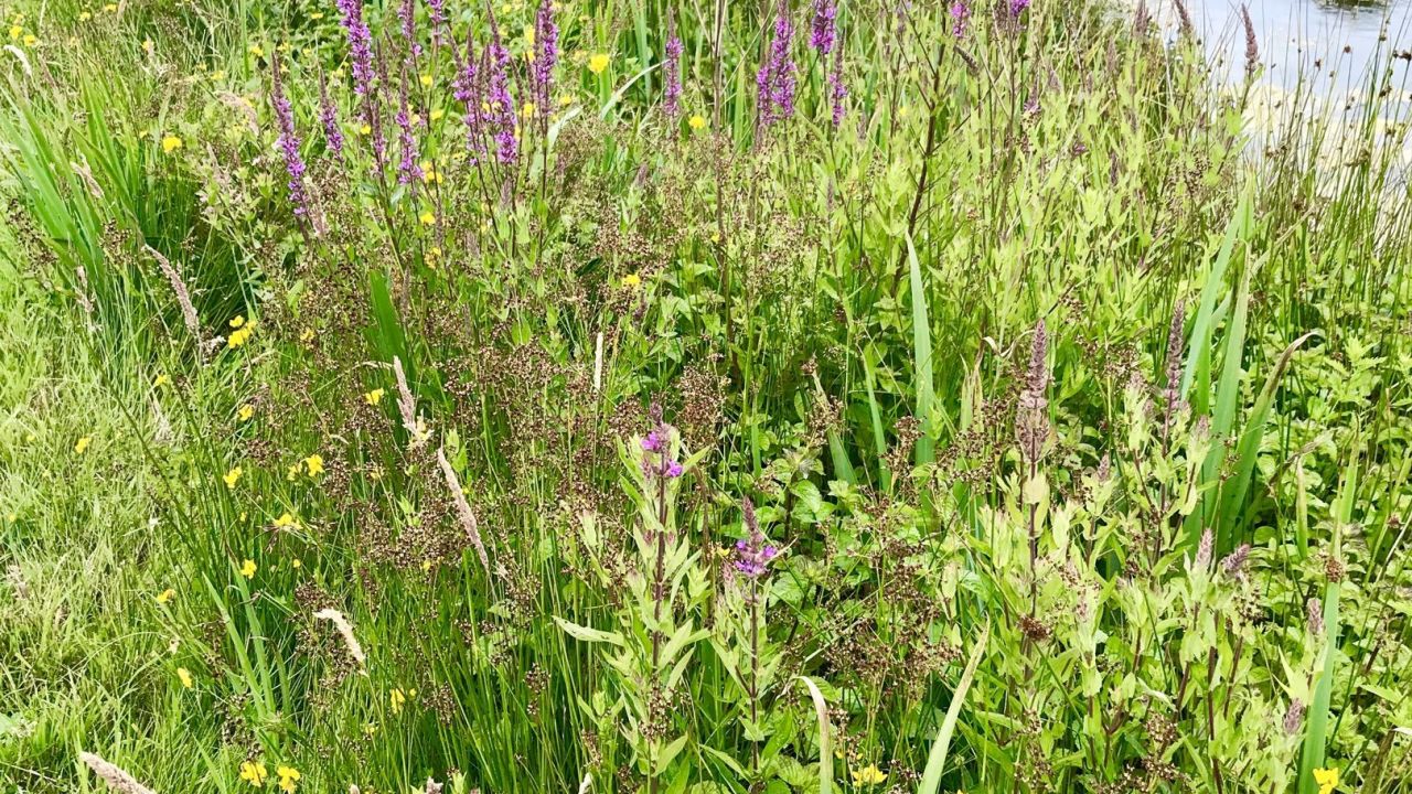 Golf International Moyland