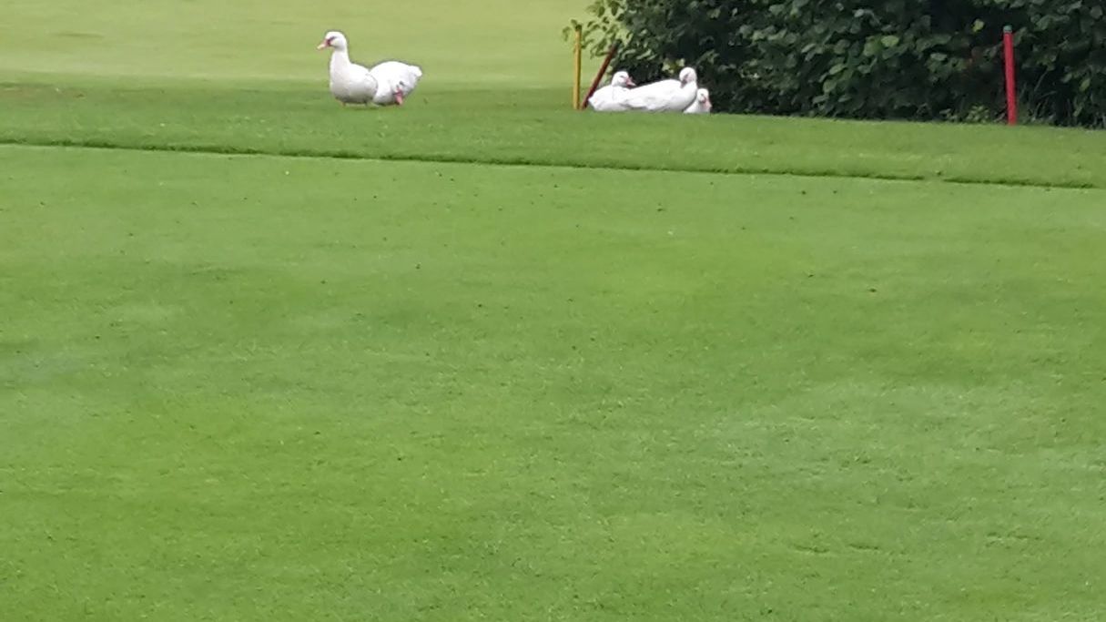 Golfer's Club Bad Überkingen