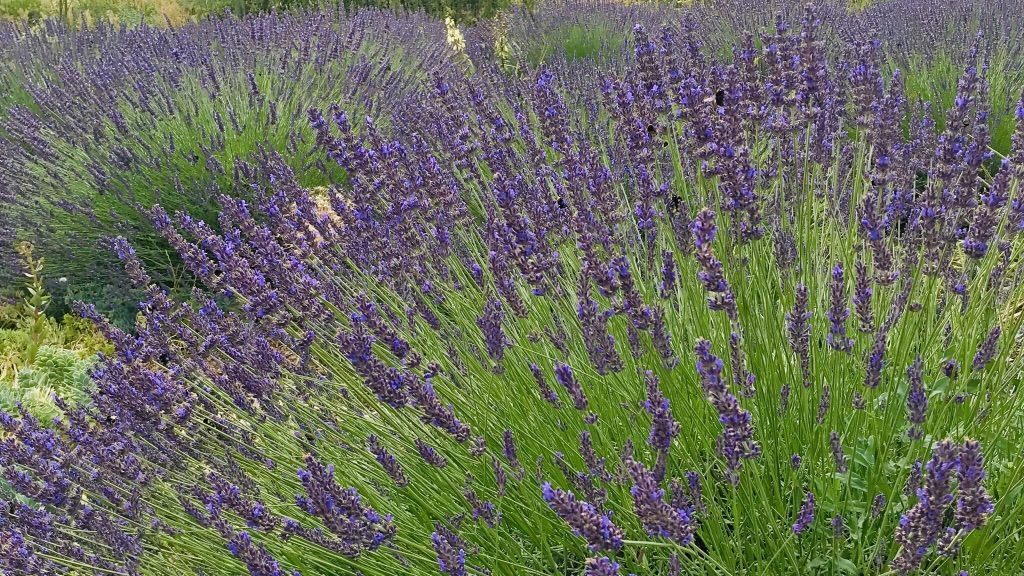 Berliner GC Stolper Heide