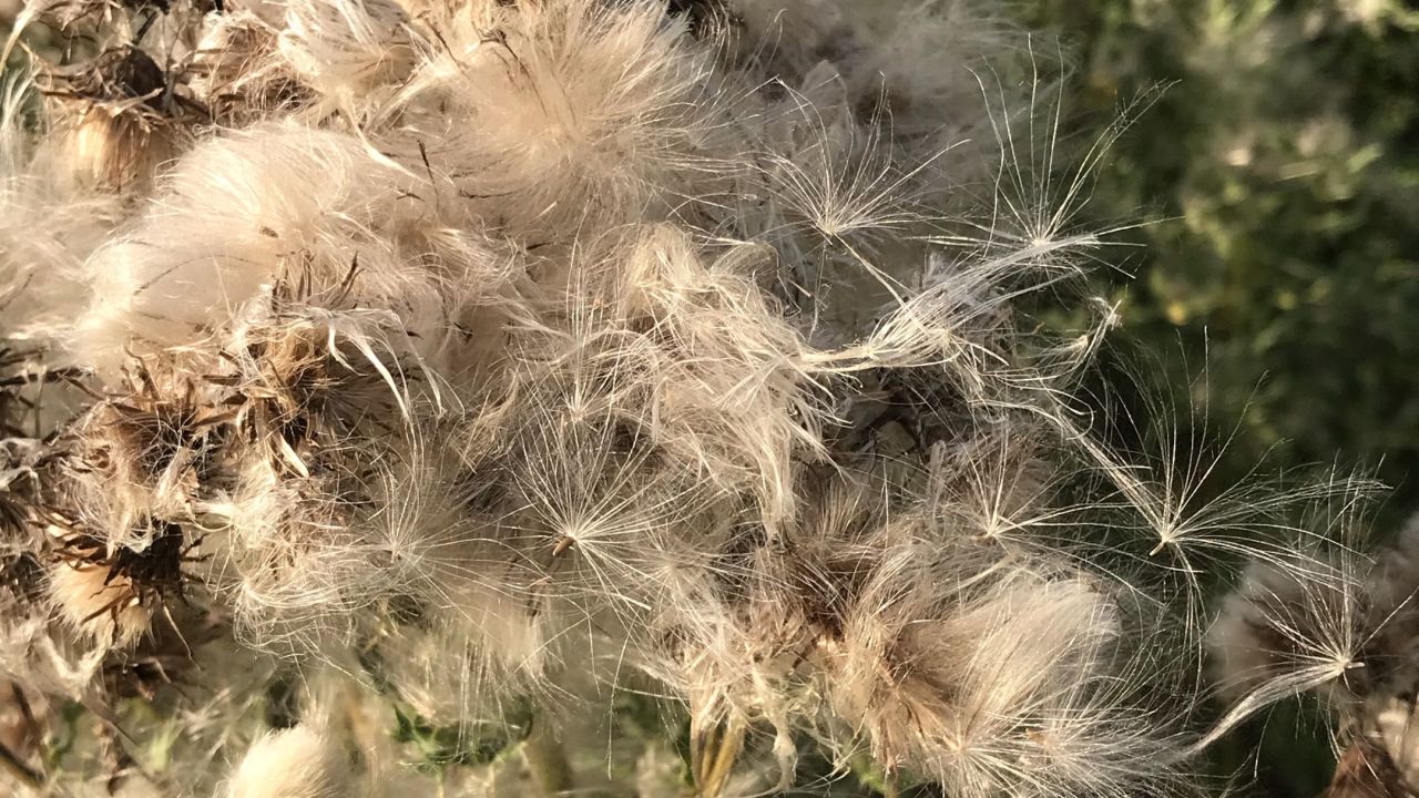 Berliner GC Stolper Heide