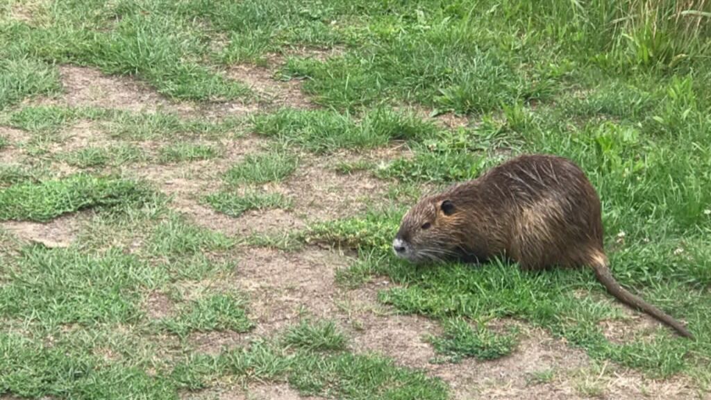 GC Hofgut Scheibenhardt