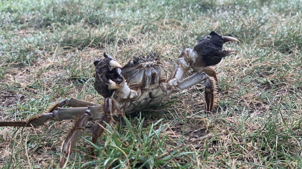 Green Eagle Golf Courses