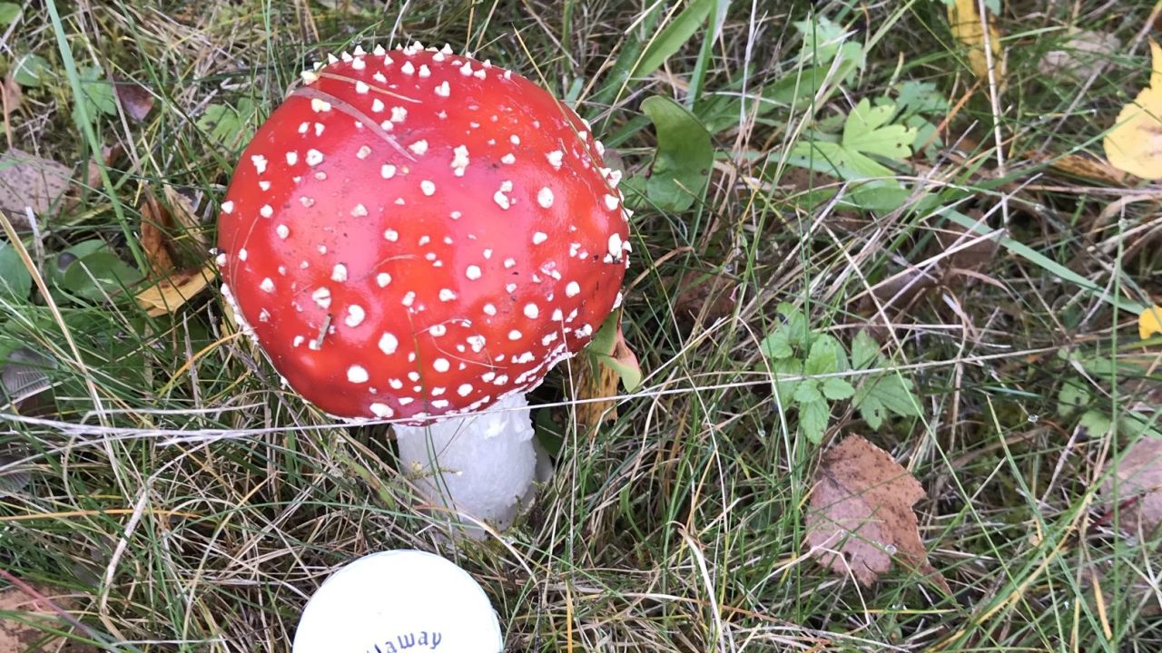 Golf- und Landclub Schloss Fahrenbach