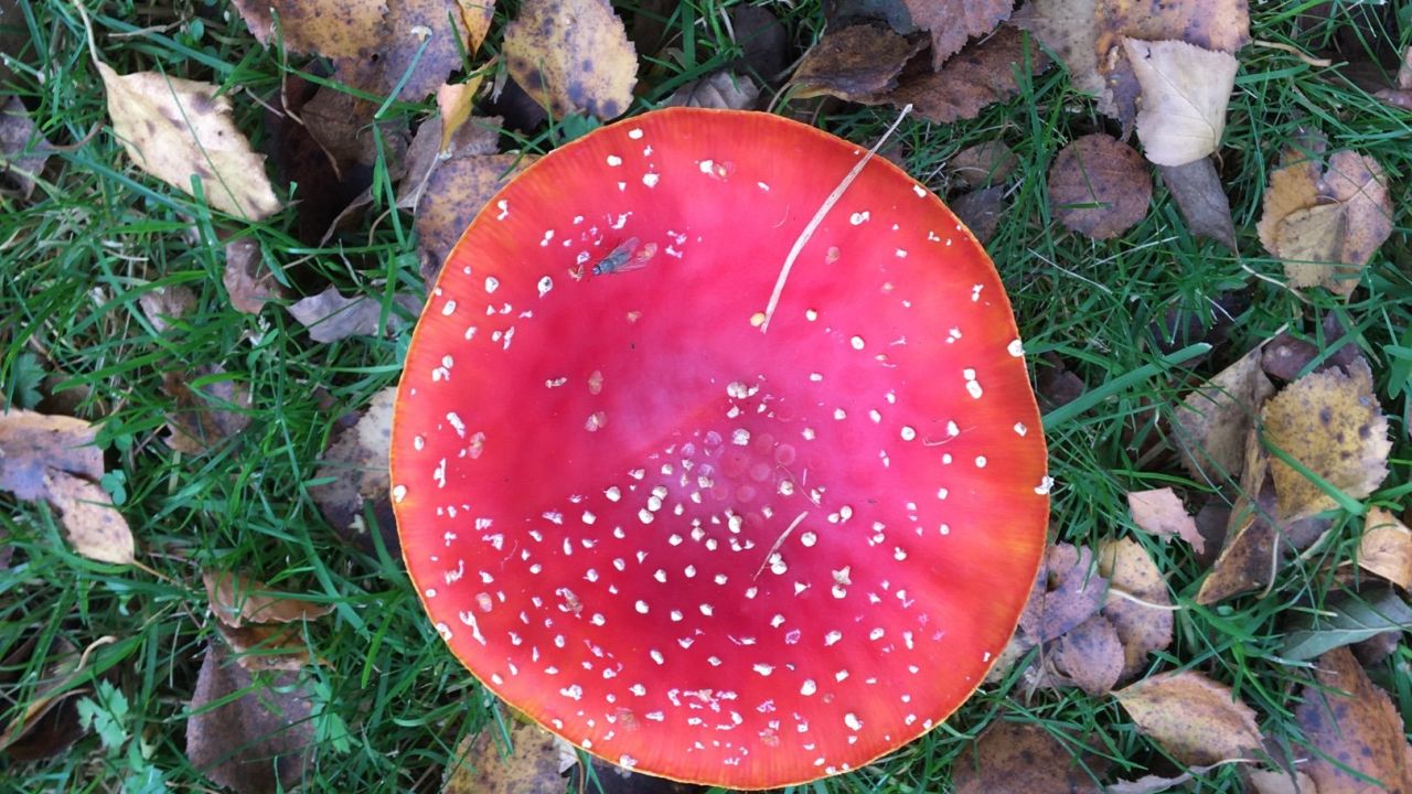 GC Hamburg Ahrensburg