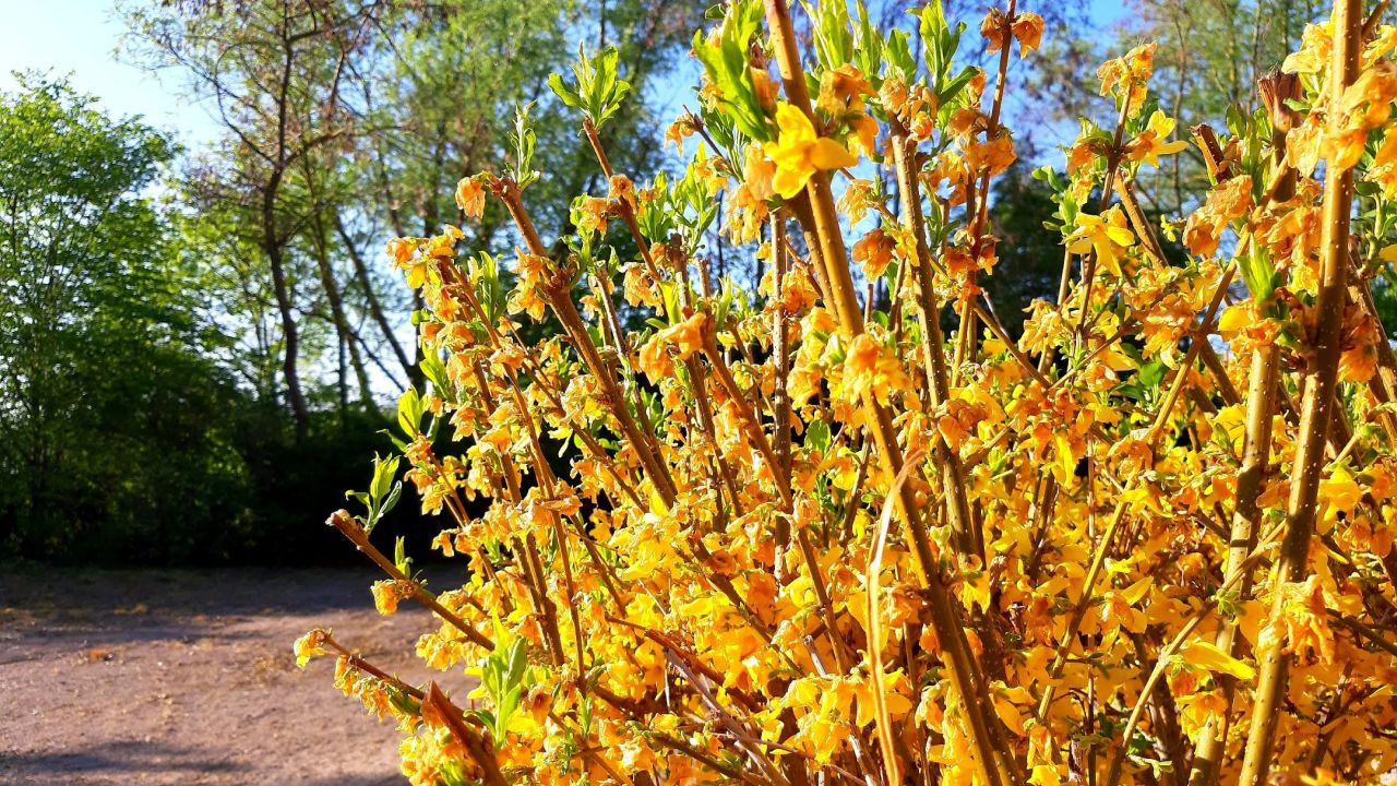 Golfpark Biblis-Wattenheim