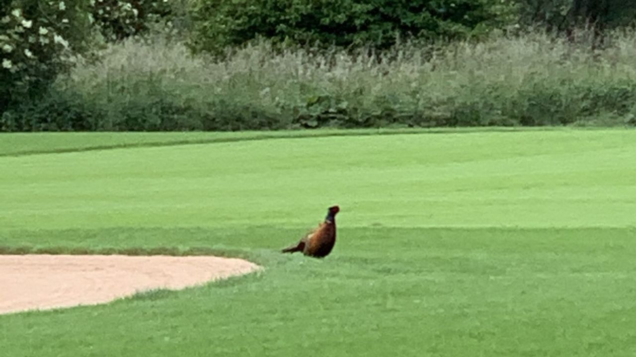 Münchner Golf Eschenried – Golfplatz Eschenhof