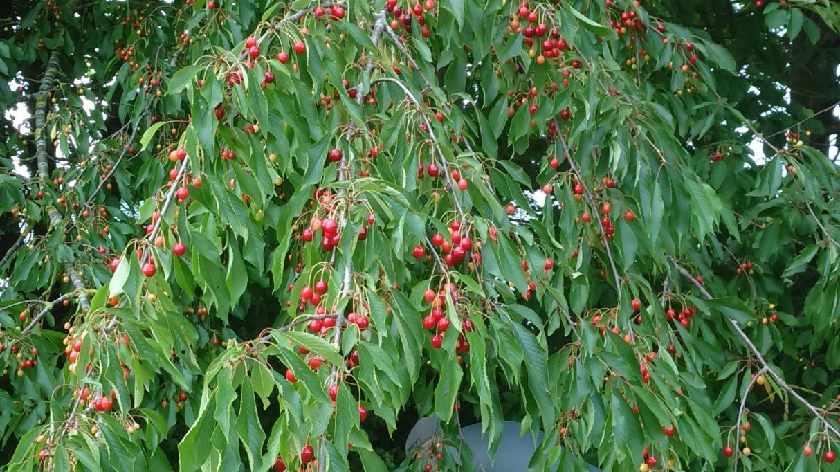 Golf & Country Club Hohwachter Bucht