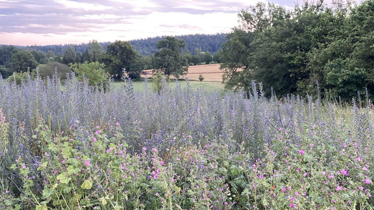 GC Coburg Schloss Tambach