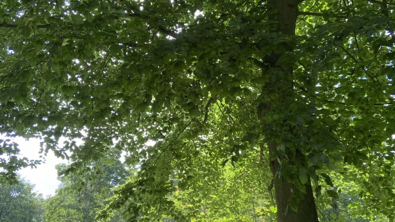 Hamburger LGC Hittfeld