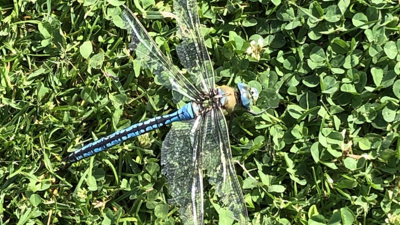 GC Wilhelmshaven-Friesland