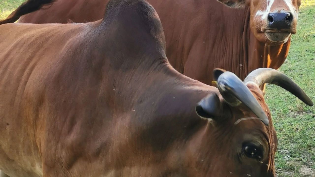 GC Schloss Klingenburg