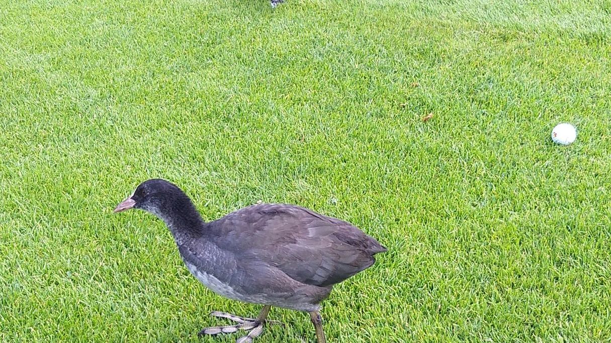 Golfclub Seefeld Reith