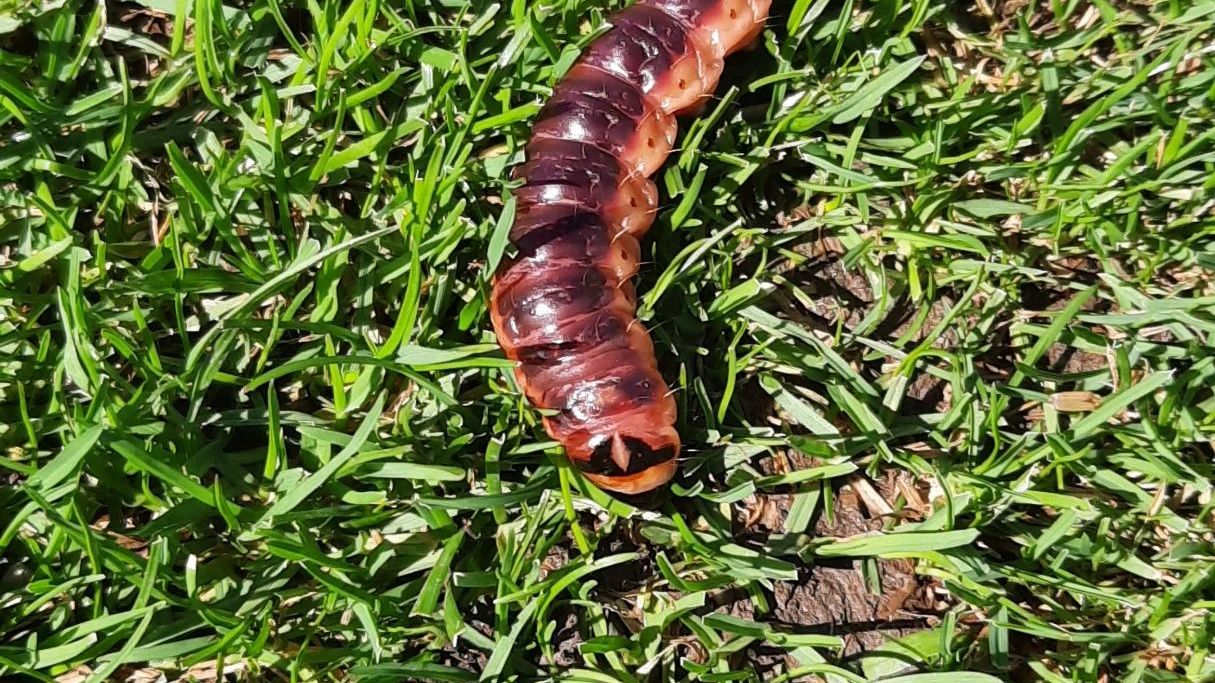 Golfclub Zugspitze-Tirol Ehrwald-Lermoos