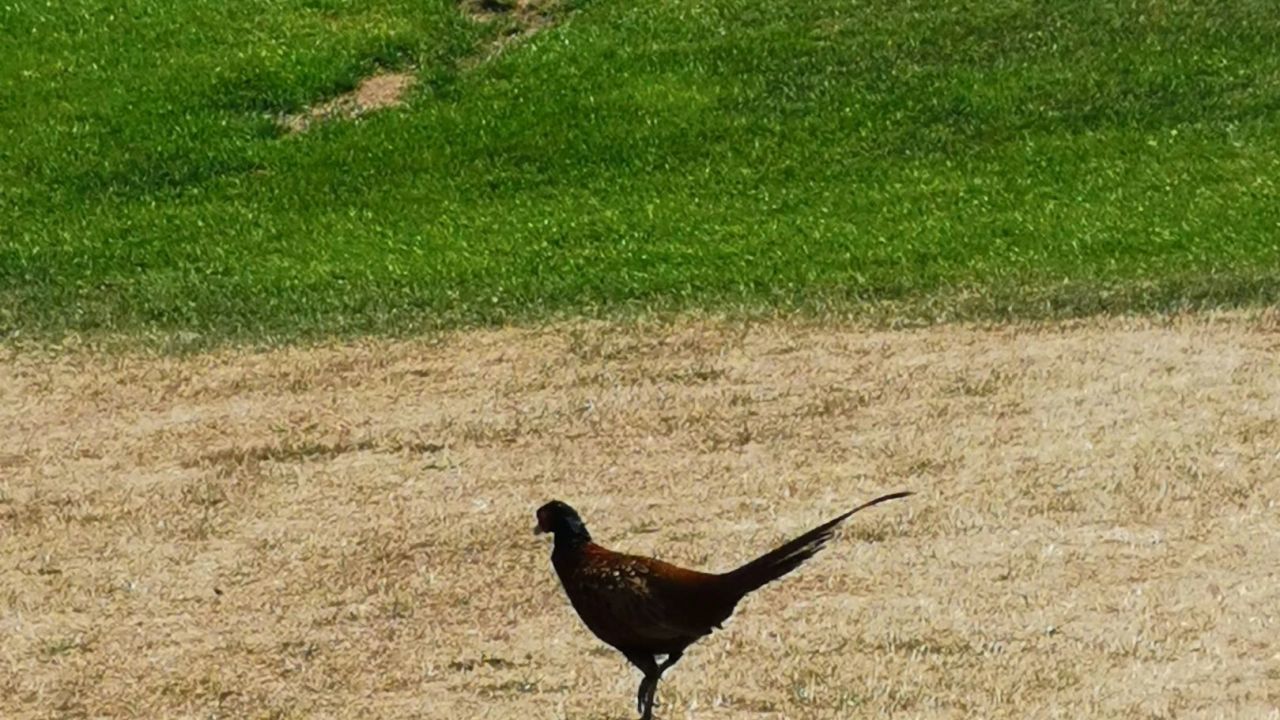 Golfanlage Domtal Mommenheim