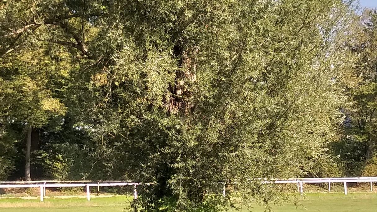 GC Mülheim an der Ruhr