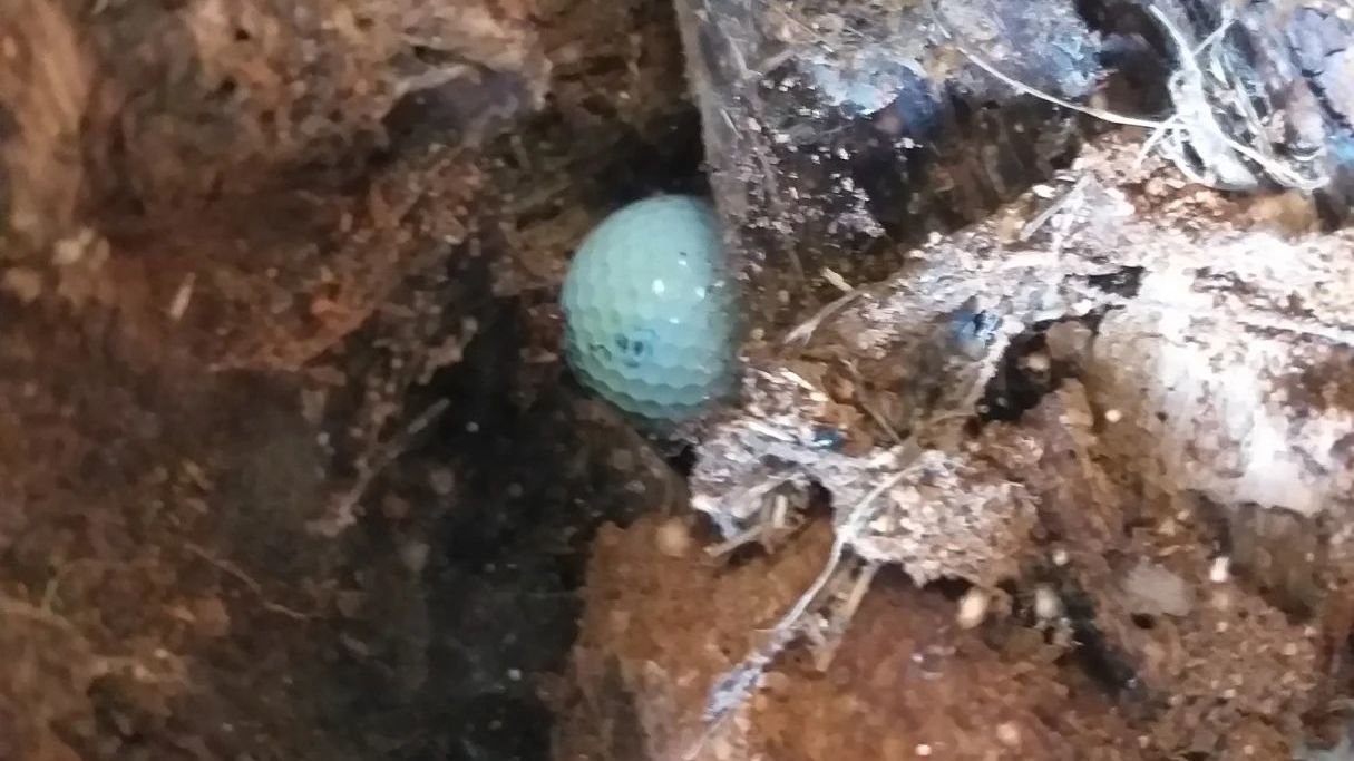 GC Mülheim an der Ruhr