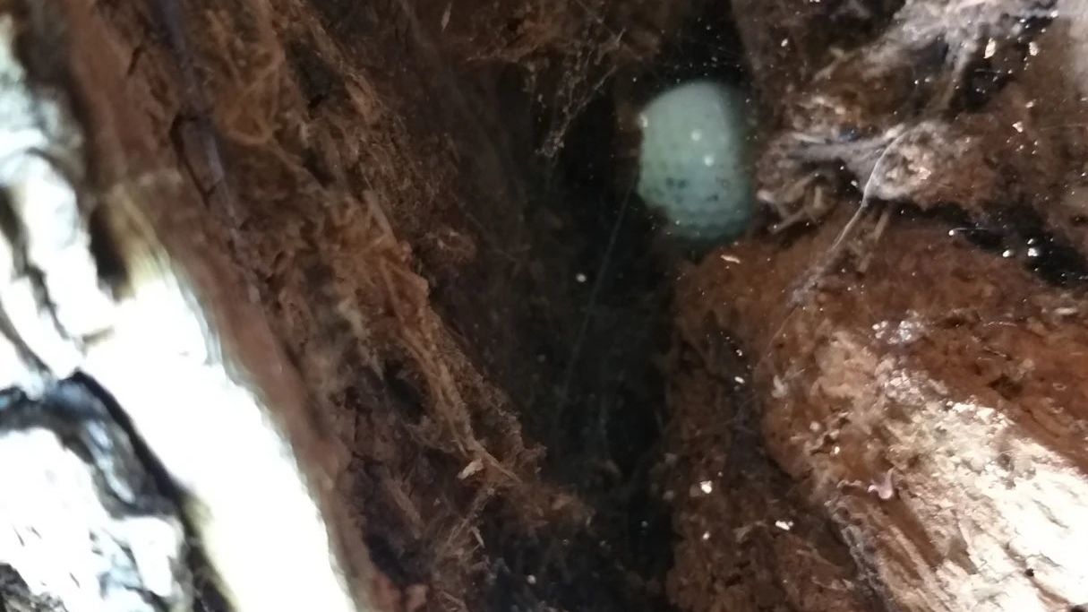 GC Mülheim an der Ruhr