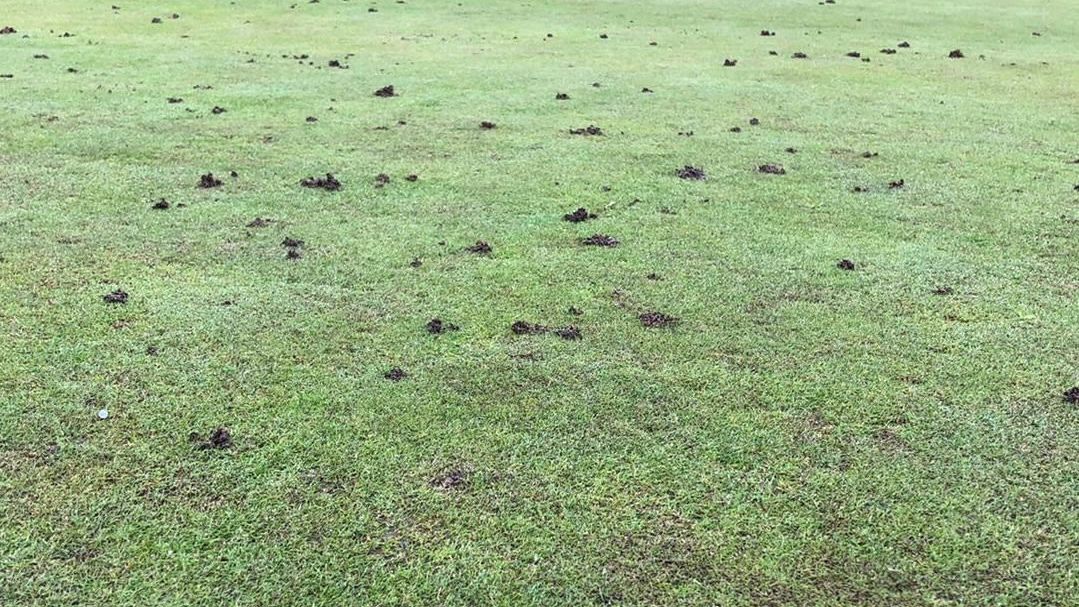 Golfpark Schlossgut Sickendorf, Golfclub Lauterbach