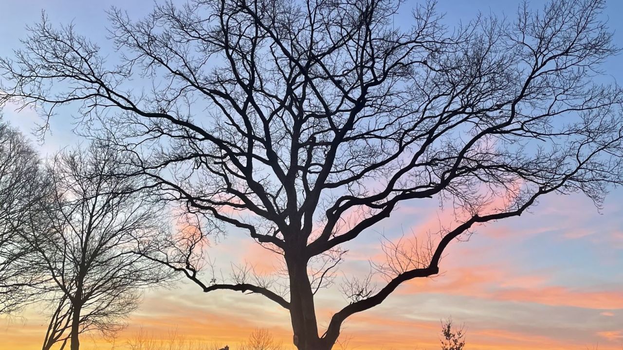 GC Königshof Sittensen