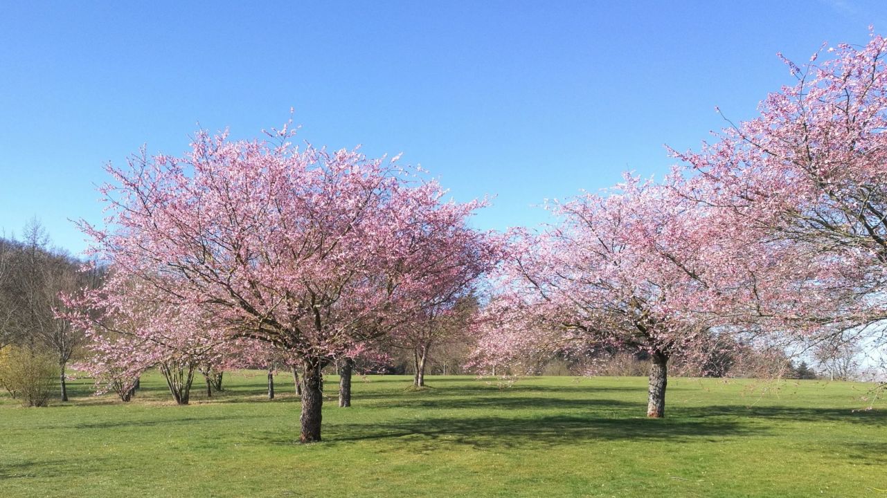 Golfclub Sinsheim Buchenauerhof