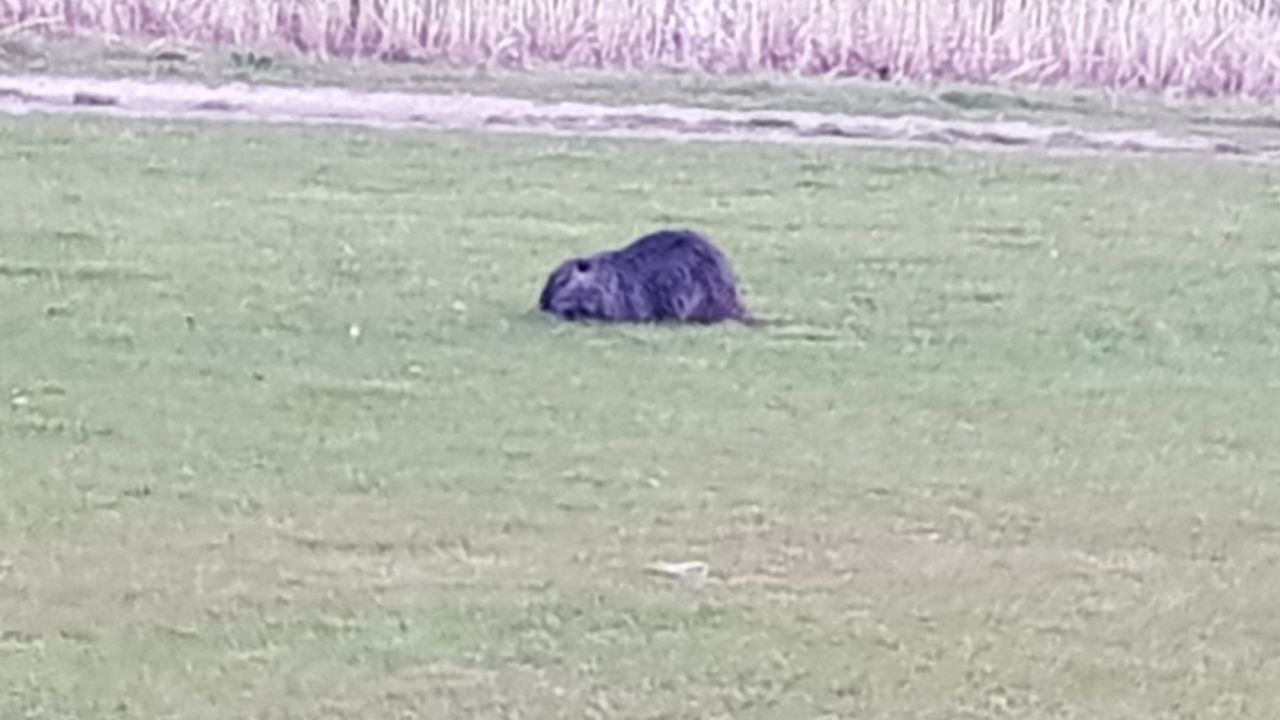 GC Heddesheim Gut Neuzenhof