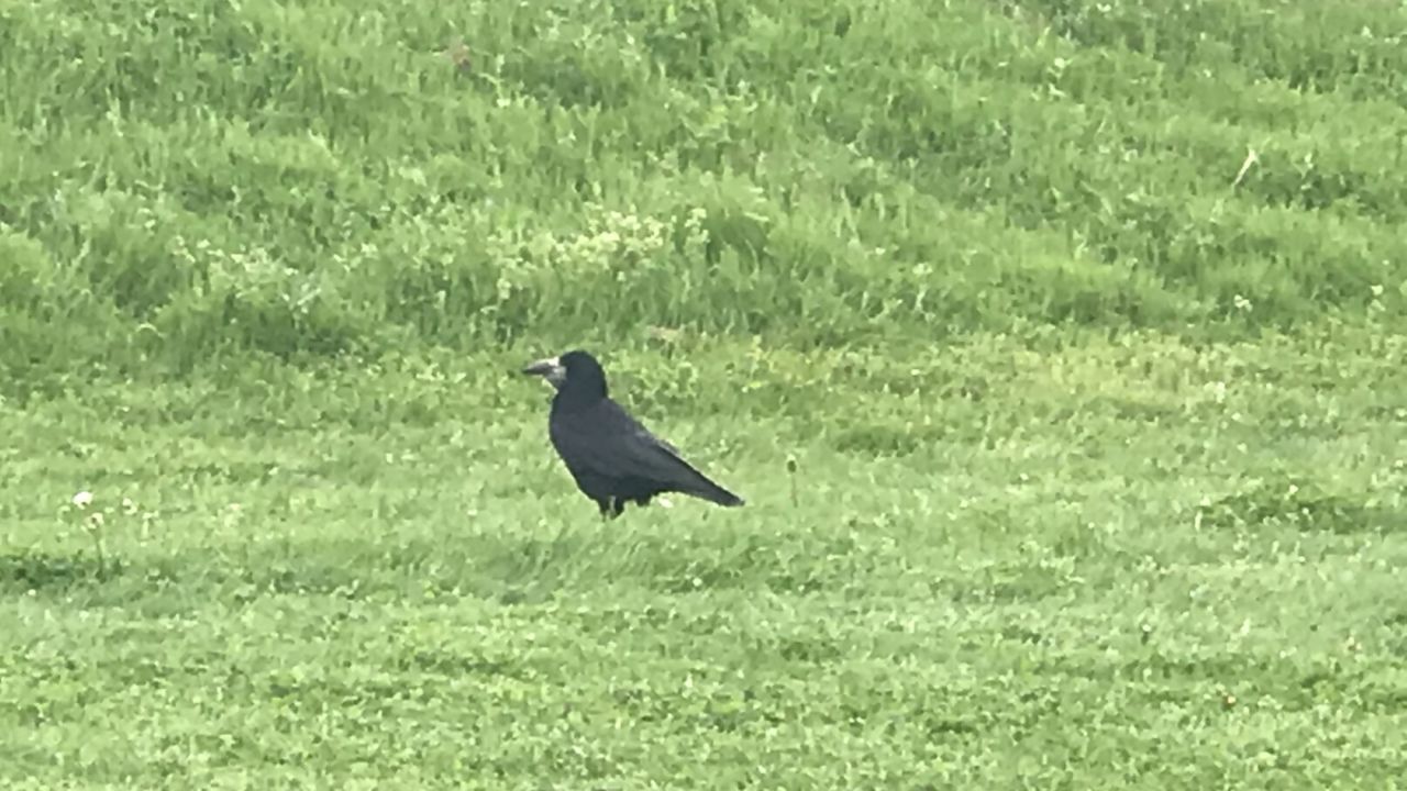 Golf Range Frankfurt