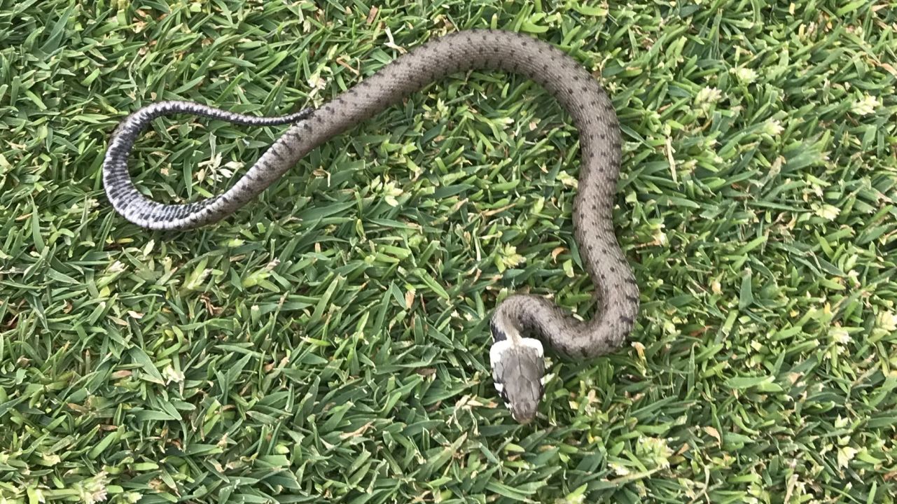 Wendelinus Golfpark St. Wendel