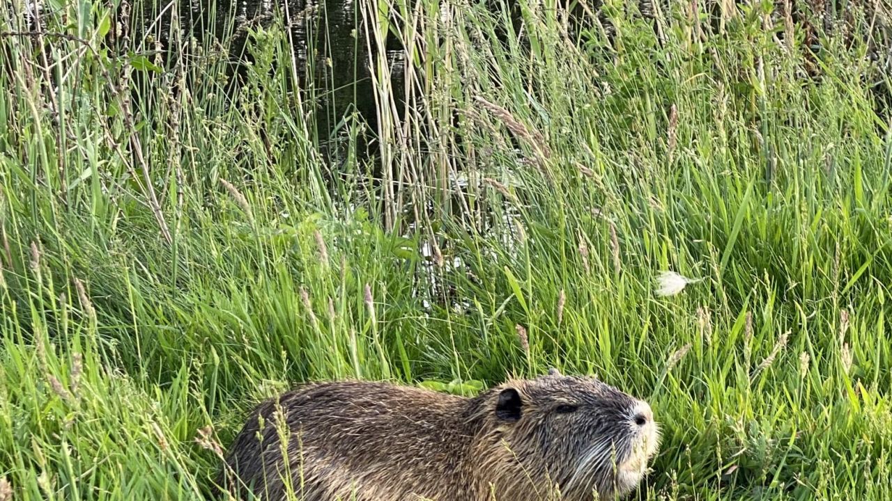 Green Eagle Golf Courses