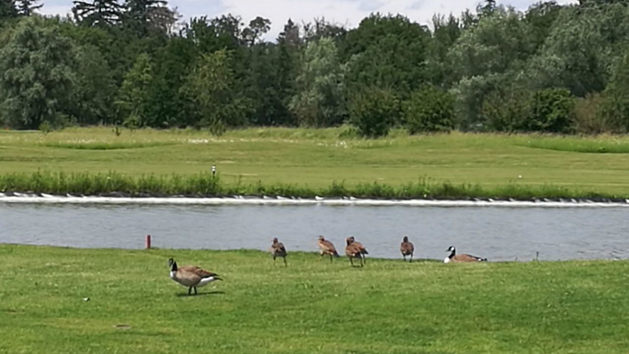 GC Hofgut Scheibenhardt