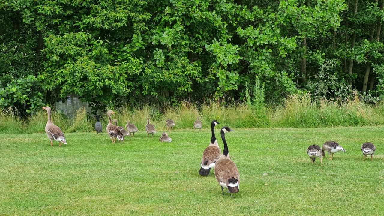 Golf International Moyland