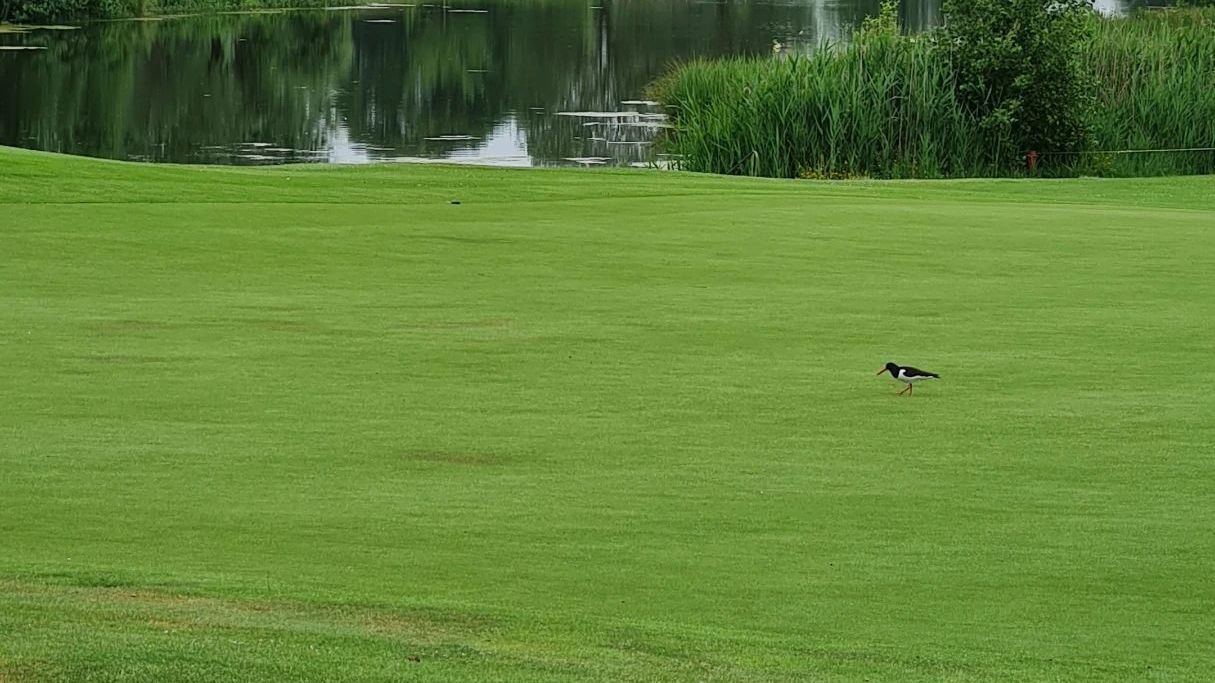 Golf International Moyland