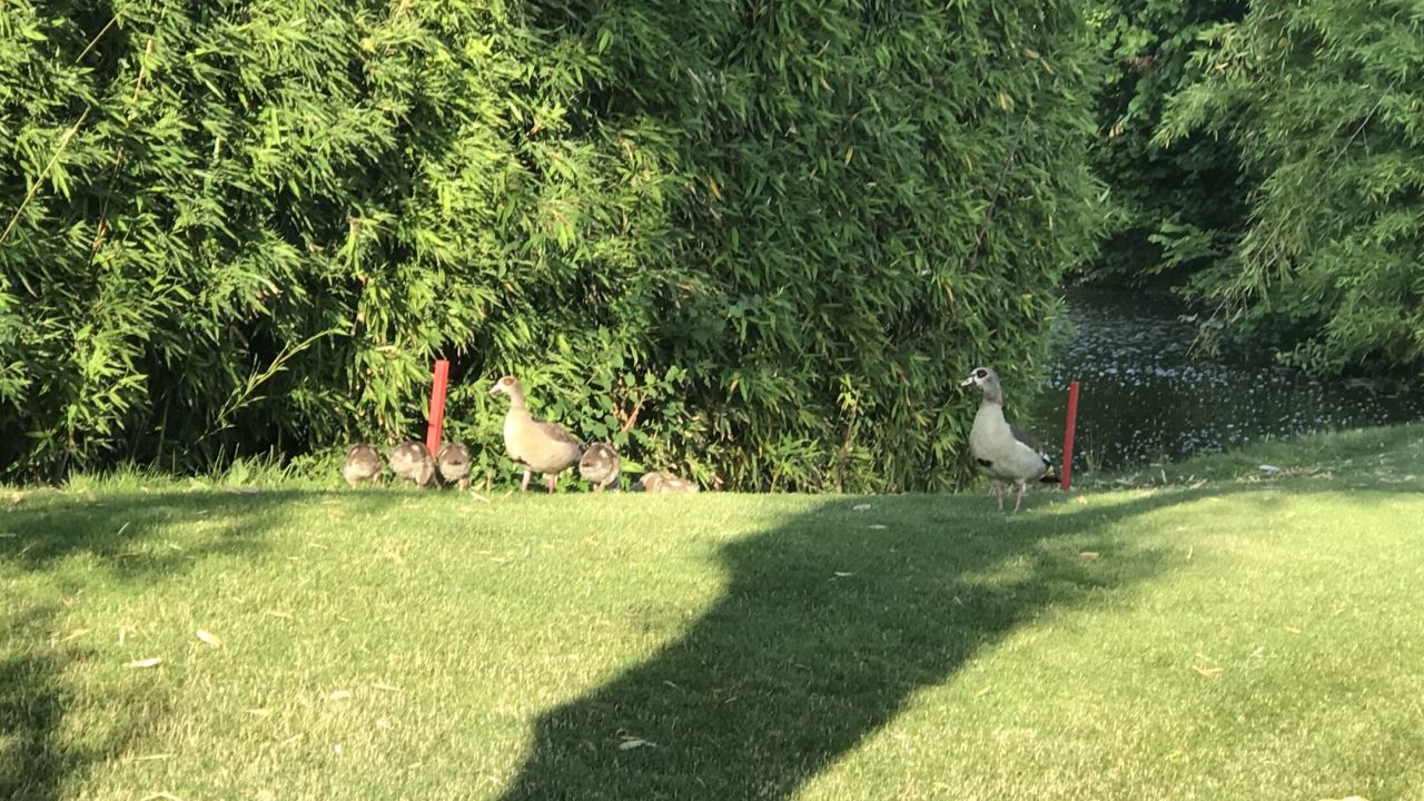 Golf Range Frankfurt