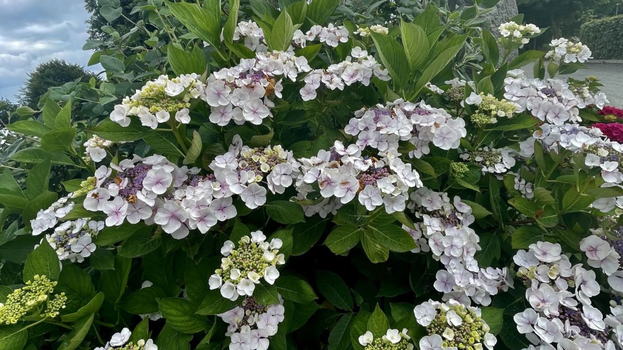 Benniksgaard Golf Course, Golf & Hotel