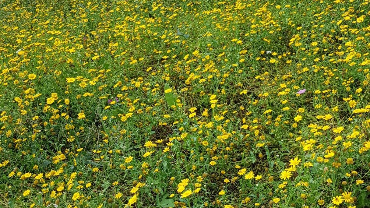 GC Glashofen-Neusaß