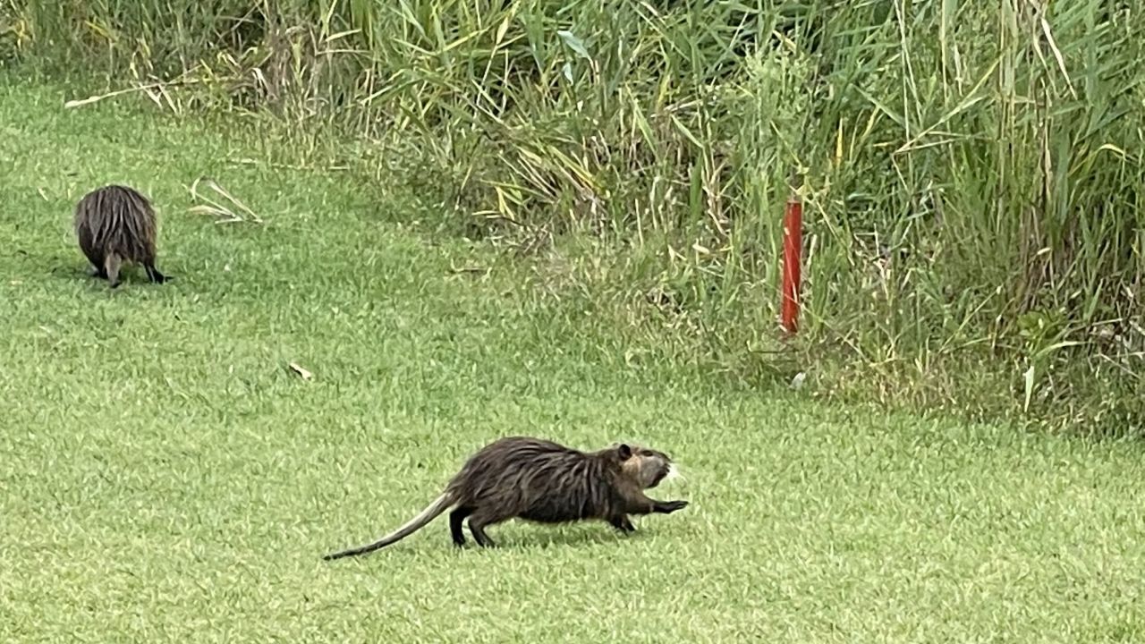 Adriatic Golf Club Cervia