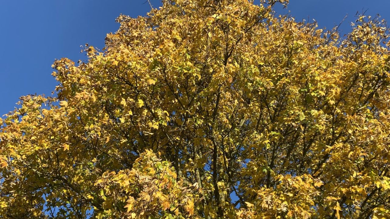 Golf- & LandClub Gut Uhlenhorst