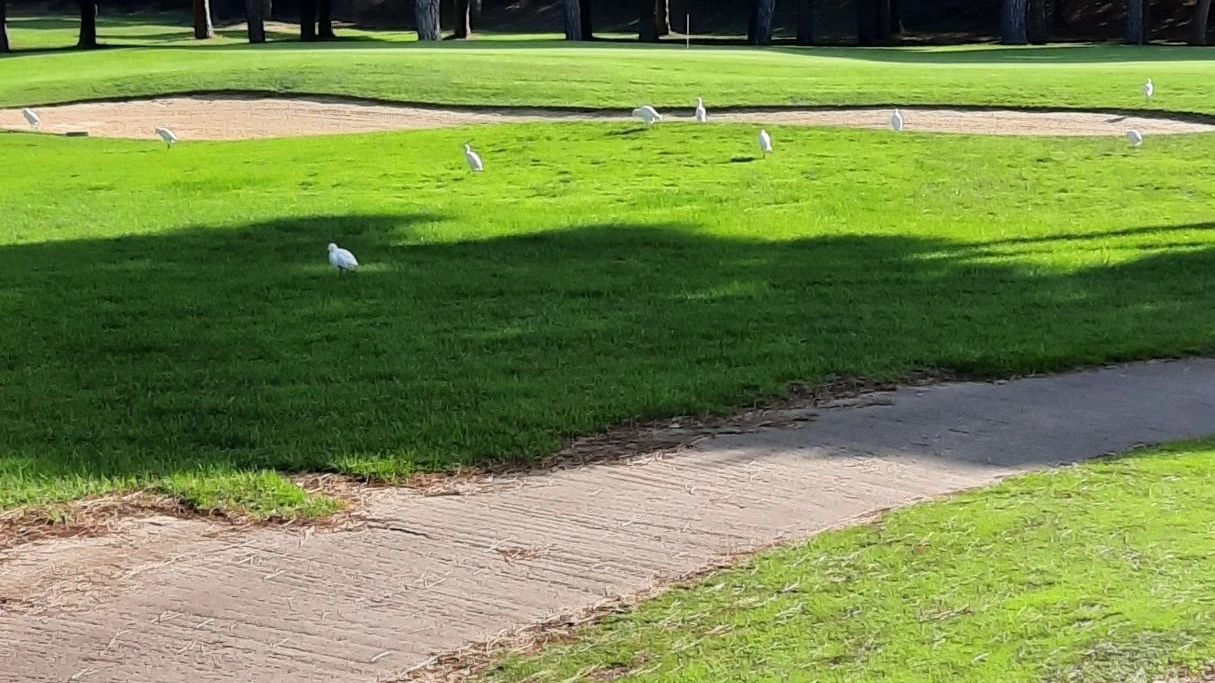 Golf Club Novo Sancti Petri