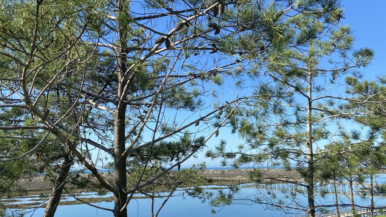 San Lorenzo Golf Course & Le Meridien Dona Filipa